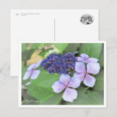 Hydrangea Briefkaart (Voorkant / Achterkant)
