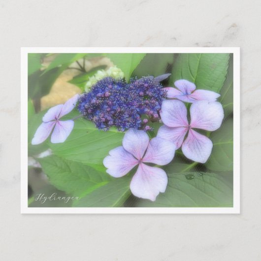 Hydrangea Briefkaart (Voorkant)