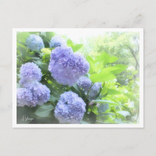 Hydrangea Briefkaart (Voorkant)