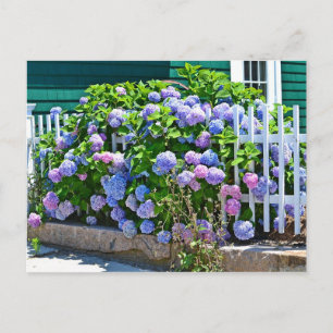 Hydrangea Briefkaart
