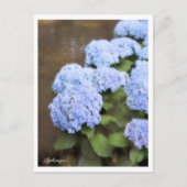 Hydrangea Briefkaart (Voorkant)
