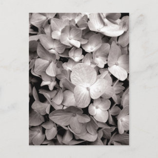 hydrangea briefkaart