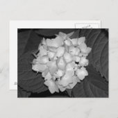 Hydrangea Briefkaart (Voorkant / Achterkant)