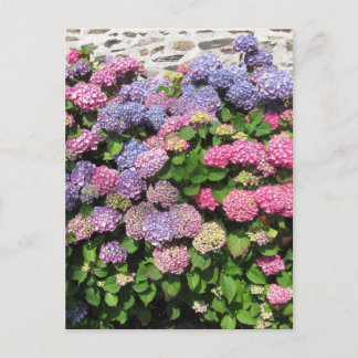 Hydrangea bush Postcard Briefkaart