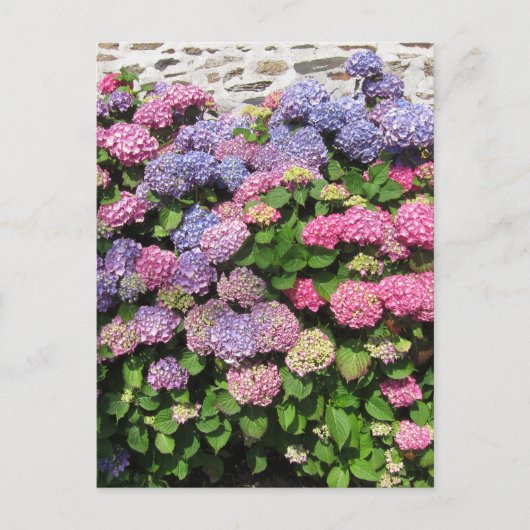 Hydrangea bush Postcard Briefkaart (Voorkant)