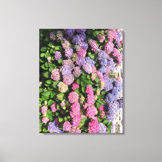 Hydrangea bush Toile Canvas Afdruk (Voorkant)