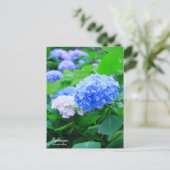Hydrangea : Carte postale (Debout devant)