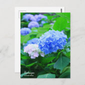 Hydrangea : Carte postale (Devant / Derrière)