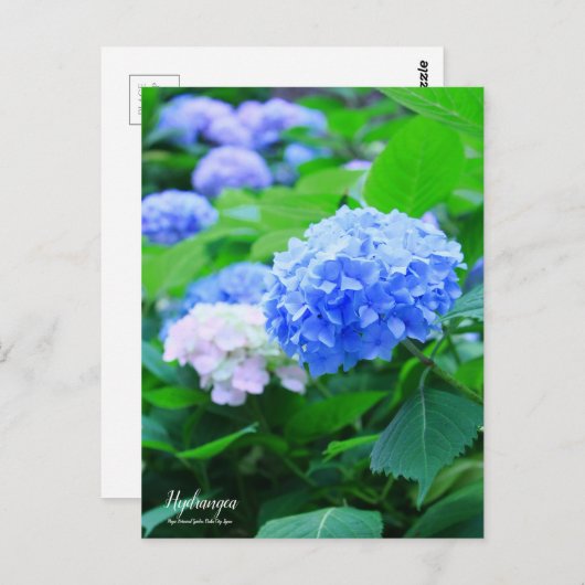 Hydrangea : Carte postale (Devant / Derrière)
