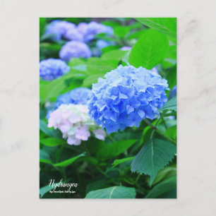 Hydrangea : Carte postale
