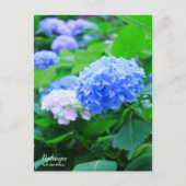 Hydrangea : Carte postale (Devant)