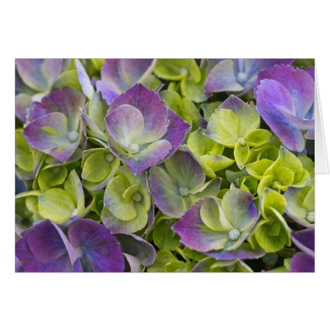 Hydrangea du jardin de Keukenhof (Devant horizontal)