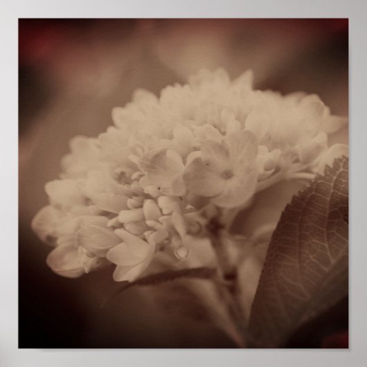 Hydrangea Flower in Sepia Poster (Voorkant)