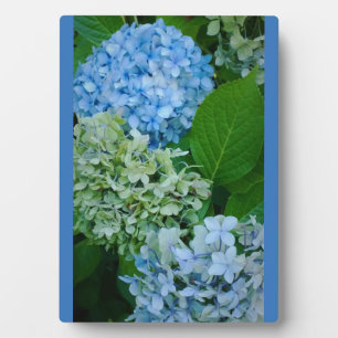 Hydrangea Flowers Fotoplaat