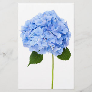 Hydrangea Flyer