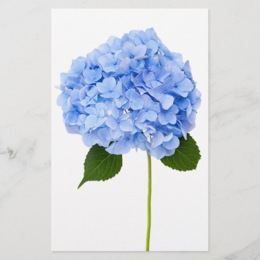 Hydrangea Flyer (Voorkant)