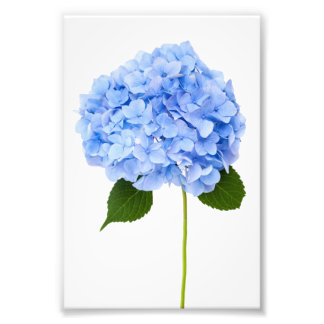 Hydrangea Foto Afdruk