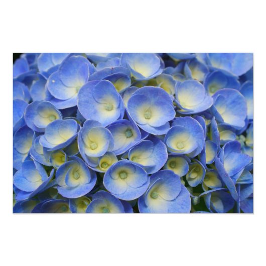 Hydrangea Foto Afdruk (Voorkant)