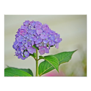 Hydrangea Foto afdrukken Afdruk