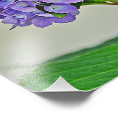 Hydrangea Foto afdrukken Afdruk (Hoek)
