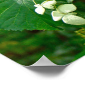 Hydrangea grimpant blanc - Affiche (Coin)