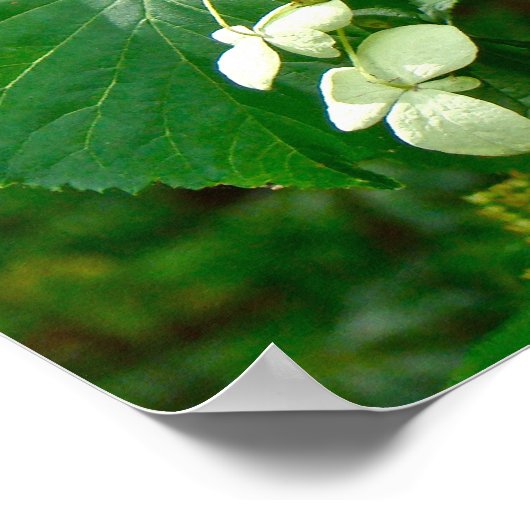Hydrangea grimpant blanc - Affiche (Coin)