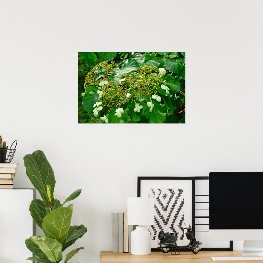 Hydrangea grimpant blanc - Affiche (Bureau à domicile)