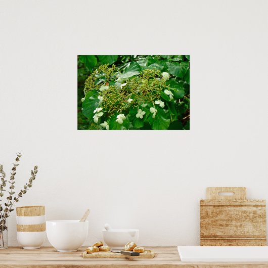 Hydrangea grimpant blanc - Affiche (Cuisine)