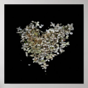 Hydrangea Hart Botanische Poster