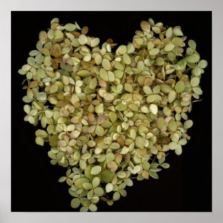 Hydrangea Hart Botanische Poster |Lovely2