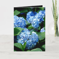 Hydrangea hortensia 2480 Sympathie - verandering