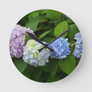 Hydrangea hortensia's ronde klok