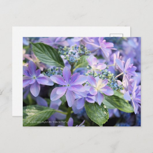 Hydrangea hybrida "Dance Party" (Briefkaart) Briefkaart (Voorkant / Achterkant)