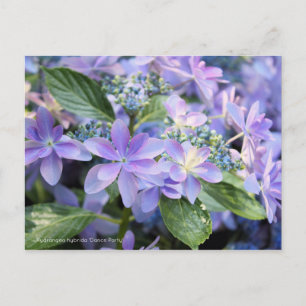 Hydrangea hybrida "Dance Party" (Briefkaart) Briefkaart