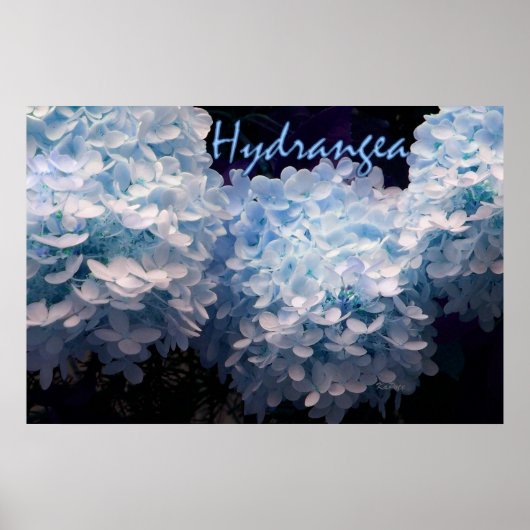 Hydrangea in blauw poster (Voorkant)
