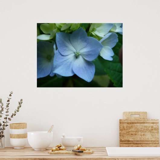 Hydrangea in Bloom Poster (Keuken)