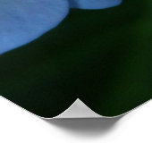 Hydrangea in Bloom Poster (Hoek)