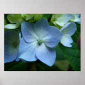 Hydrangea in Bloom Poster (Voorkant)