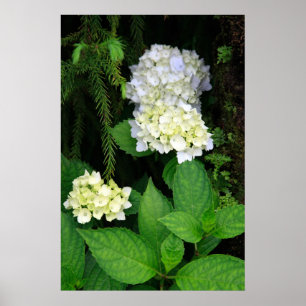 Hydrangea in het bos poster