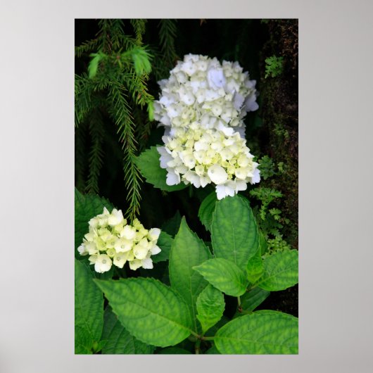 Hydrangea in het bos poster (Voorkant)
