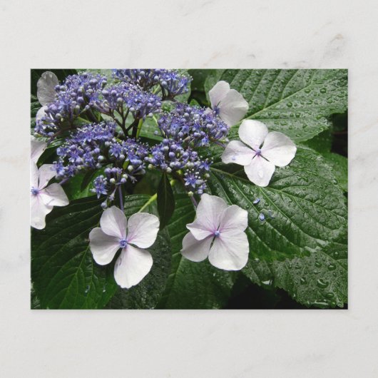 Hydrangea: Japan Briefkaart (Voorkant)