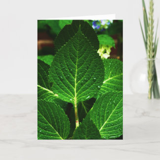 "hydrangea leaves" kaart
