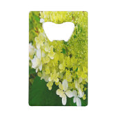 Hydrangea Limelight Vert Chartreuse Élégant (Dos)