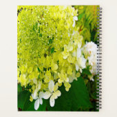 Hydrangea Limelight Vert Chartreuse Élégant (Dos)