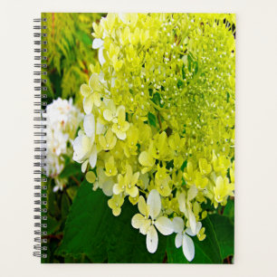 Hydrangea Limelight Vert Chartreuse Élégant