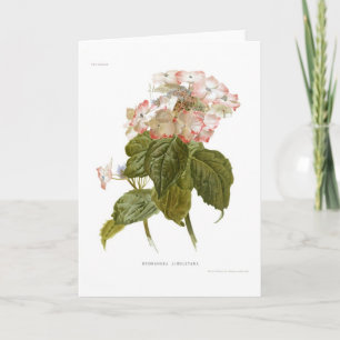 Hydrangea lindleyana kaart