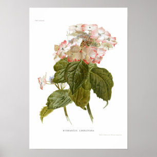 Hydrangea lindleyana poster