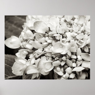 Hydrangea Macro Black en White Poster