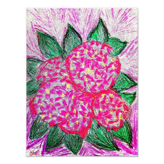 Hydrangea macrophylla foto afdruk (Voorkant)