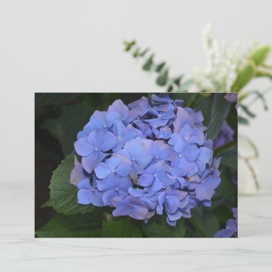 Hydrangea macrophylla Rustic Paars Kaart (Staand voorkant)